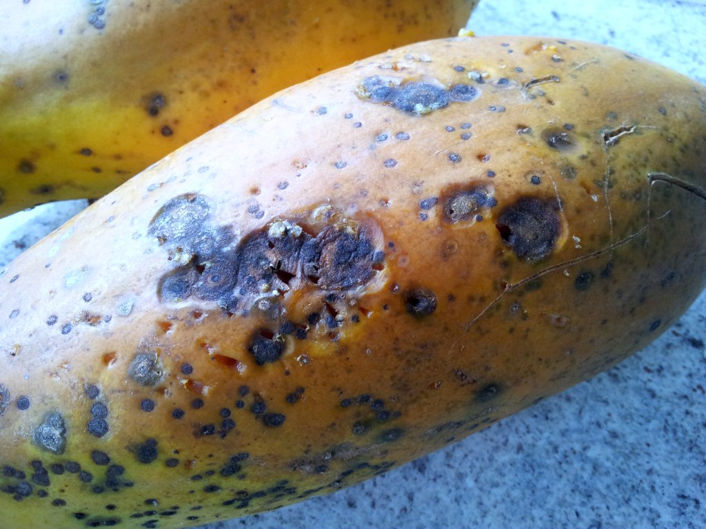 Stop the rot - how to control pawpaw fruit rot organically
